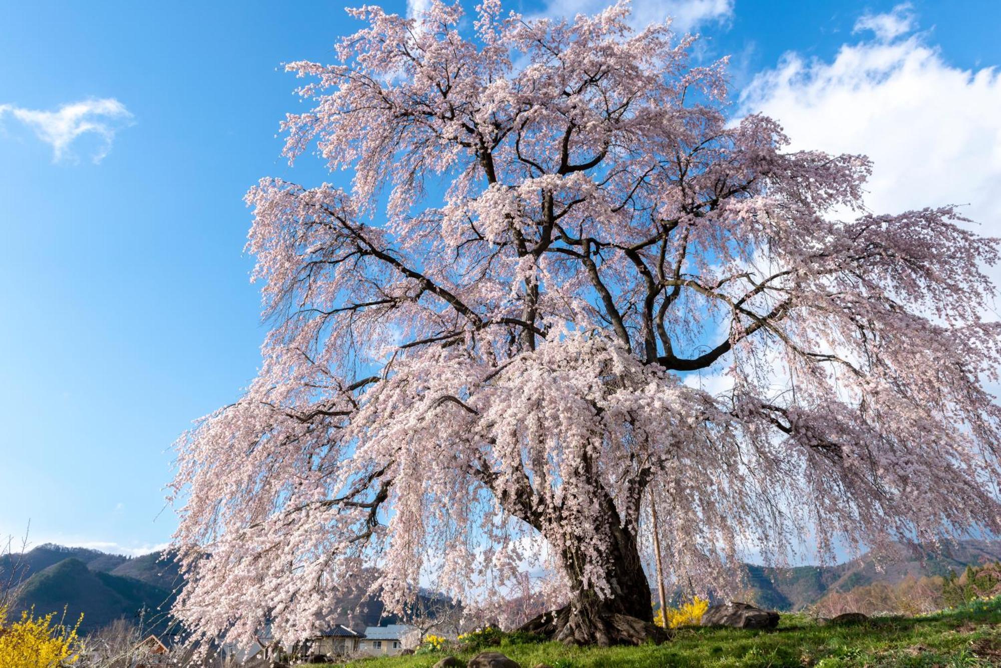 The Toji Ba Matsukawakan Takayama  Ngoại thất bức ảnh