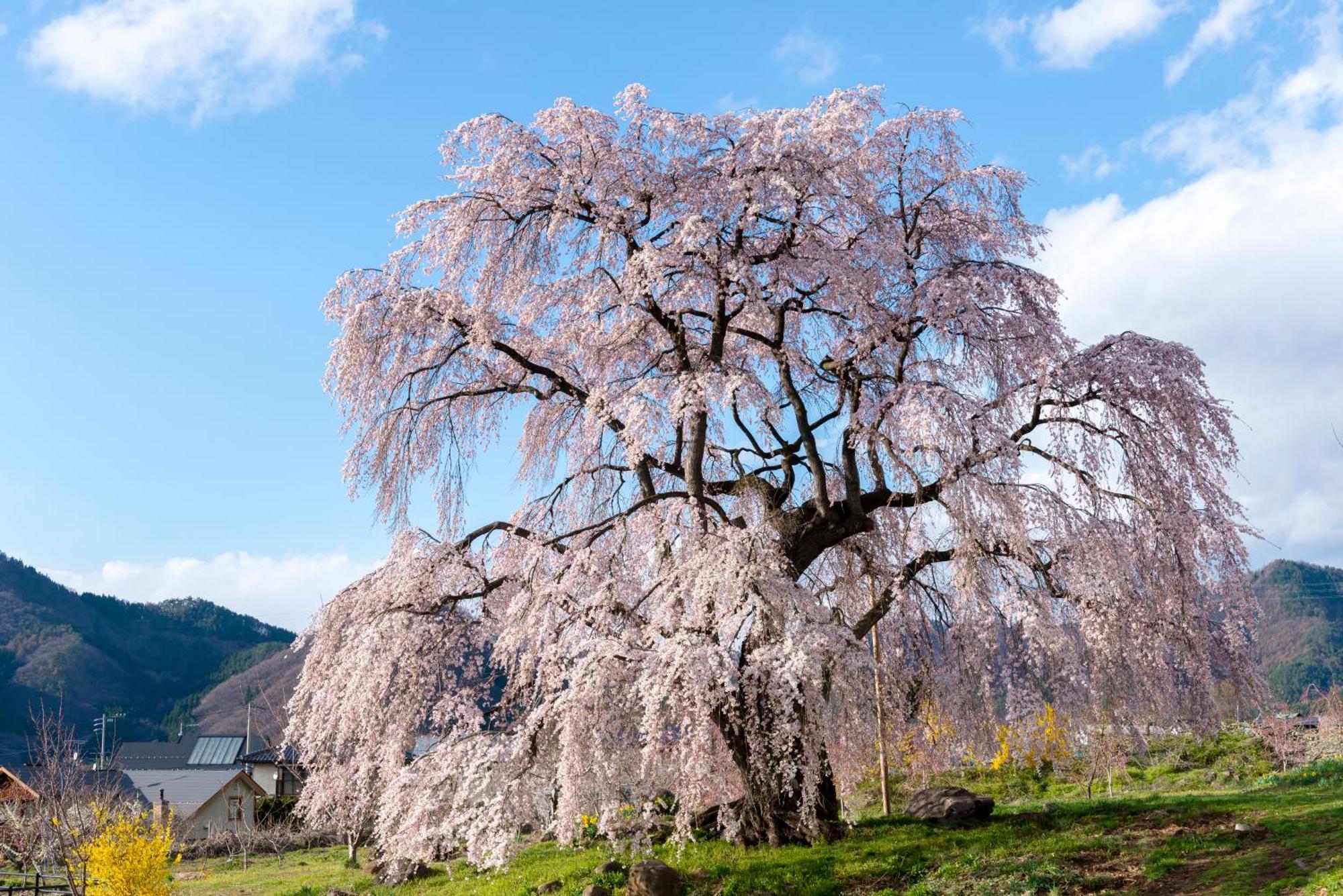 The Toji Ba Matsukawakan Takayama  Ngoại thất bức ảnh