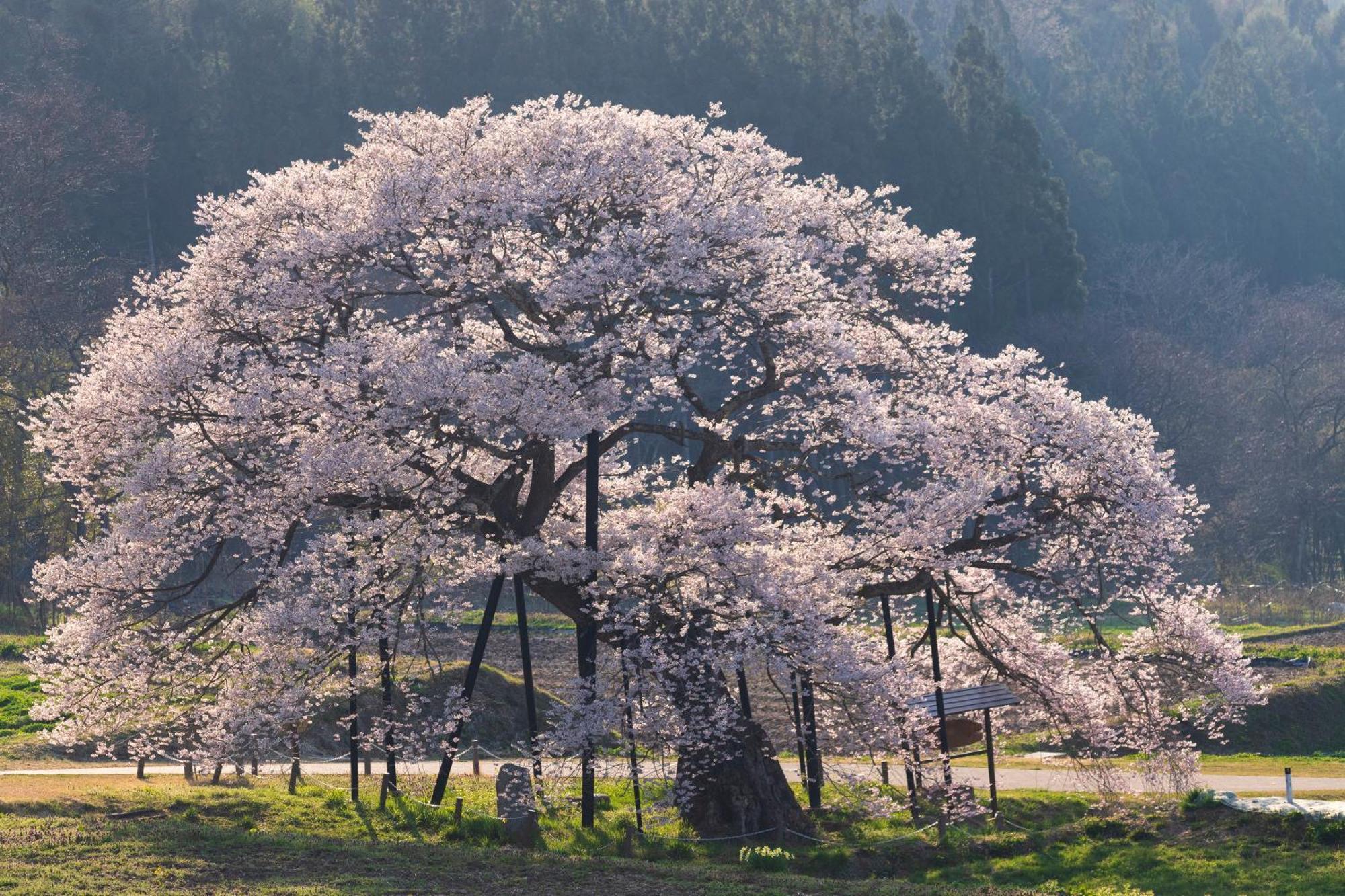 The Toji Ba Matsukawakan Takayama  Ngoại thất bức ảnh